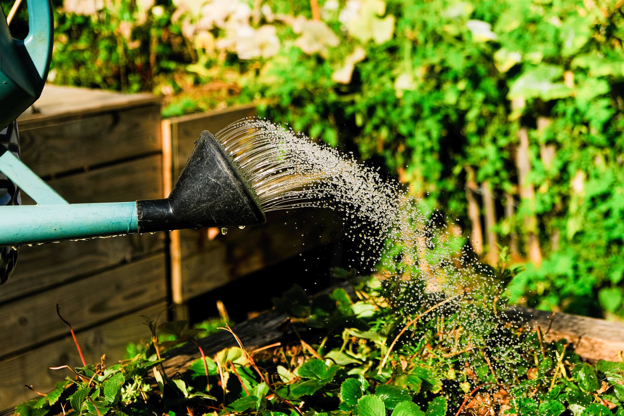 Formation jardinage et installation potager