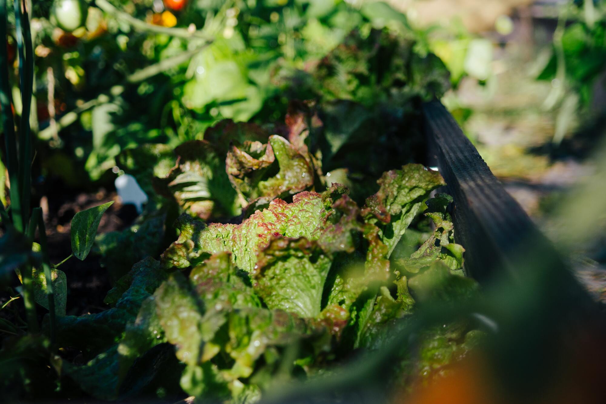 Le potager Hors Sol